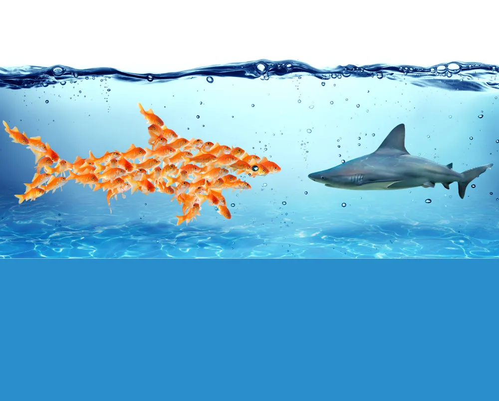 Small orange fish swimming in formation to appear like a large fish, confronting a gray shark